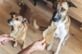 Lunderland suszone uszy wołowe drobne 150 g - zdjęcie 5